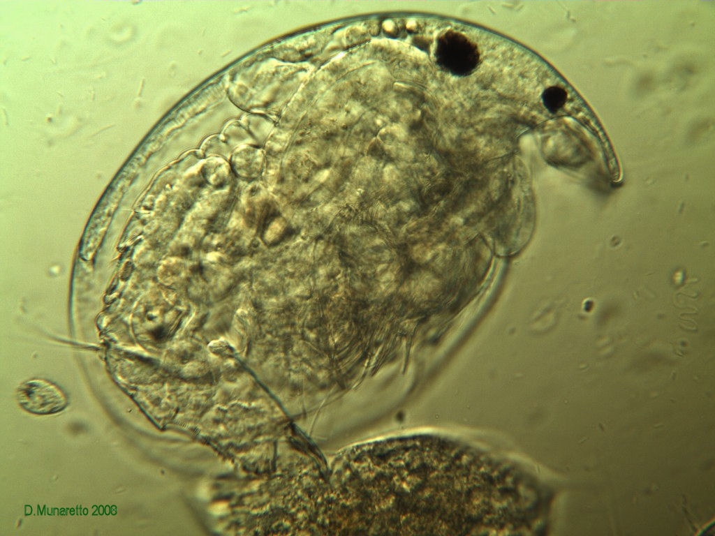 Pulce d''acqua piccola...piccola!